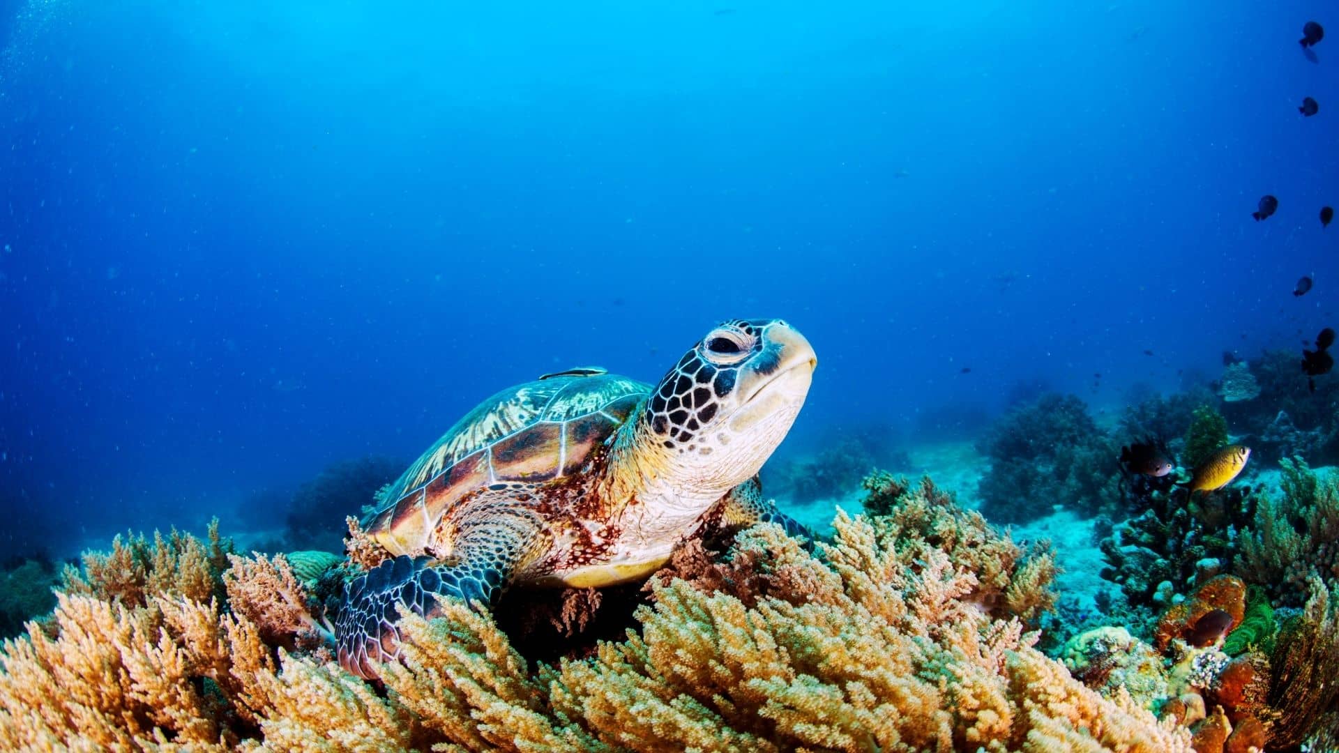 Snorkeling Turtle