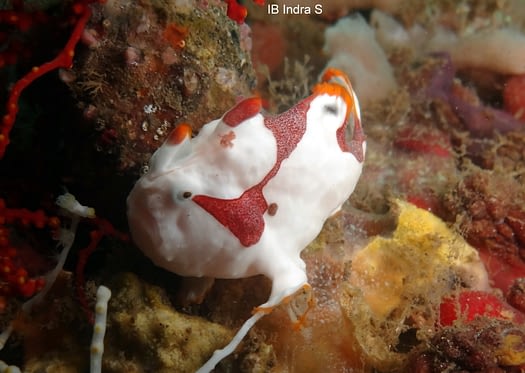 Frogfish Close
