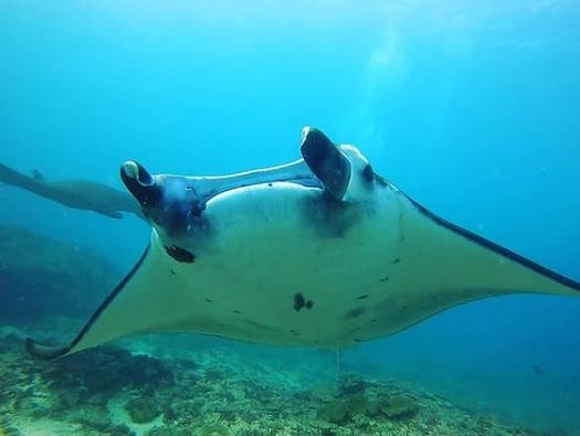 Manta2